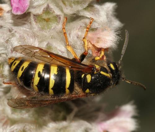 Dolichovespula adulterina